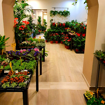 Piante e fiori Genova