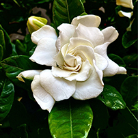 Piante e fiori Genova