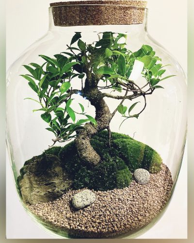 Terrarium Genova